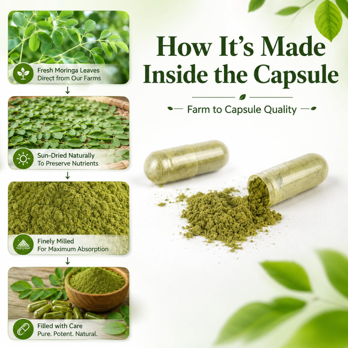 Organic Moringa Capsules 800mg 120 Count B191