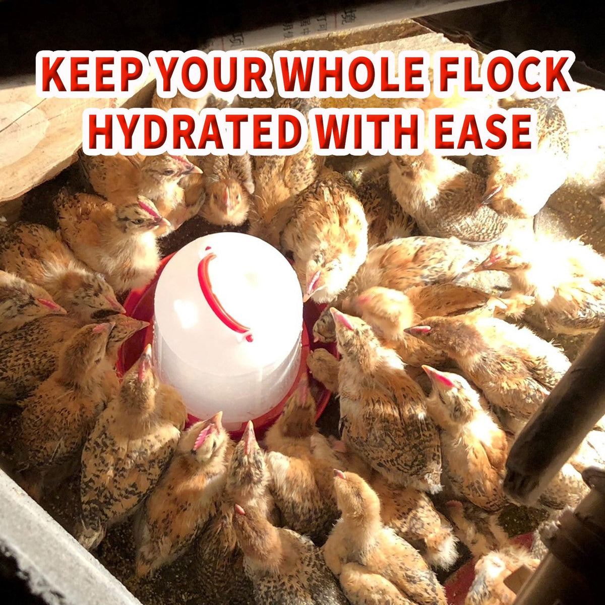 2 Pack 1.5L Plastic Chick Waterer Y558